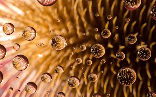 flower petals in the rain drops