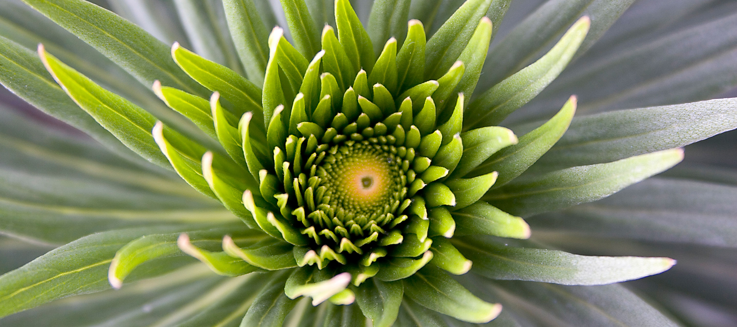 close up of a flower