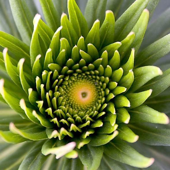 close up of a flower