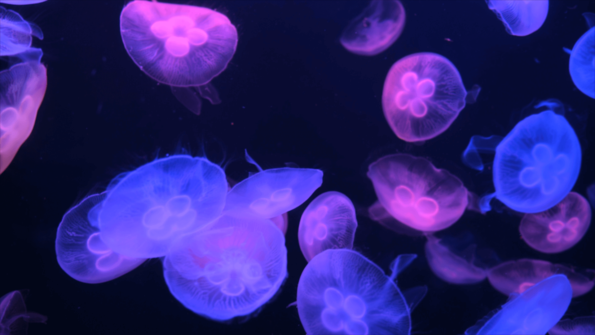 macro image of jellyfish
