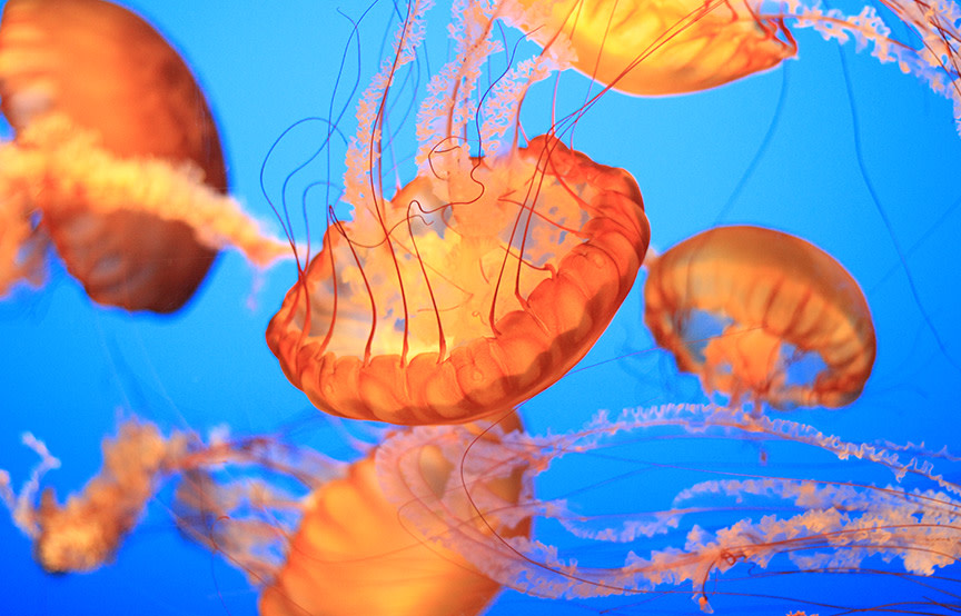 jellyfish