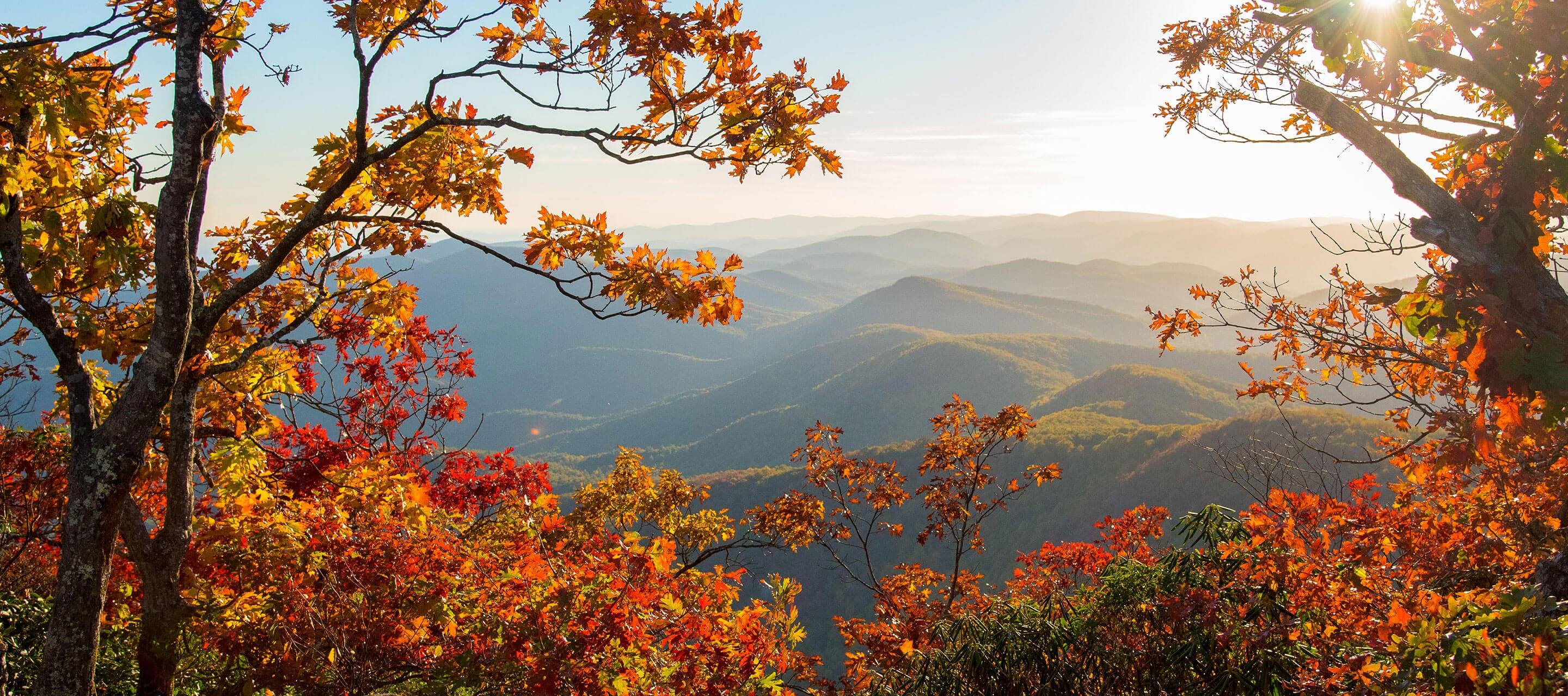 Tree withs foliage in the foreground, hillside in the background