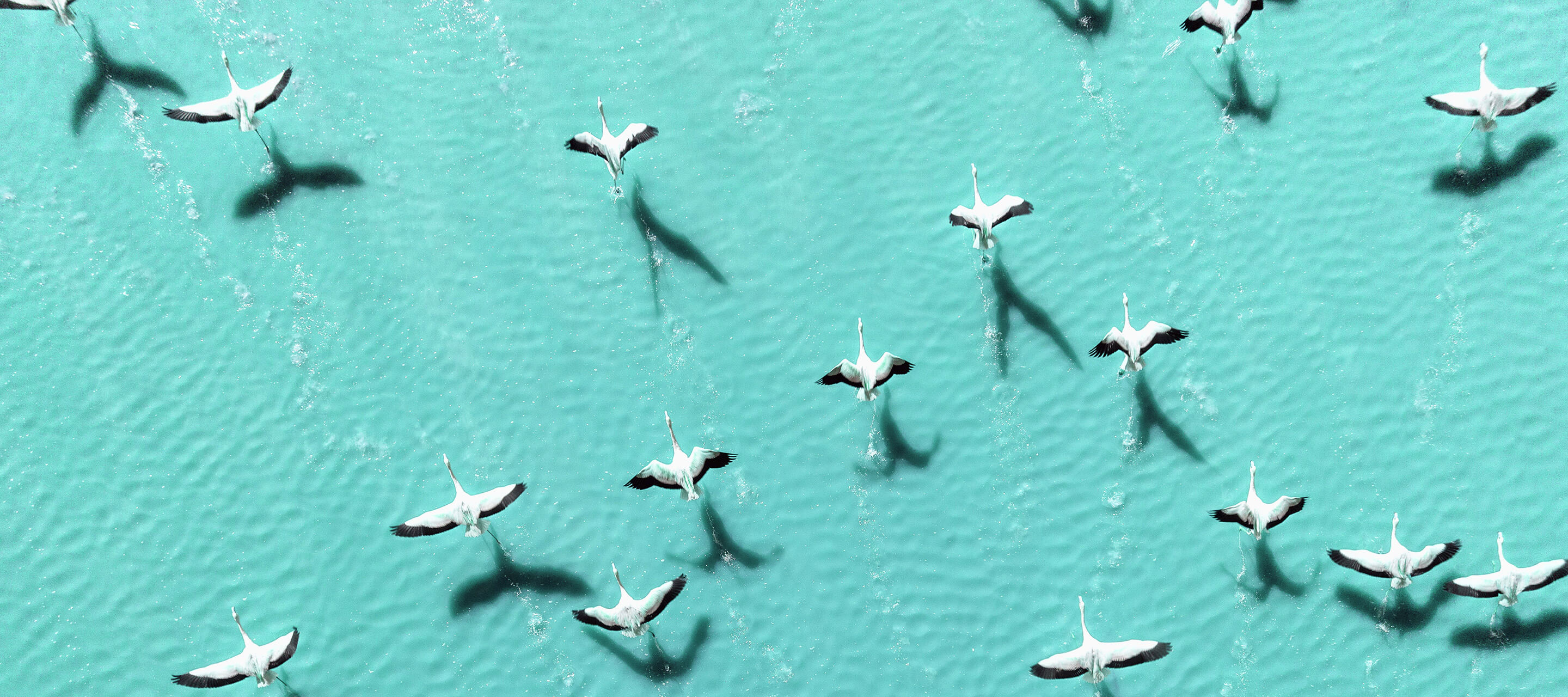 birds flying over blue water