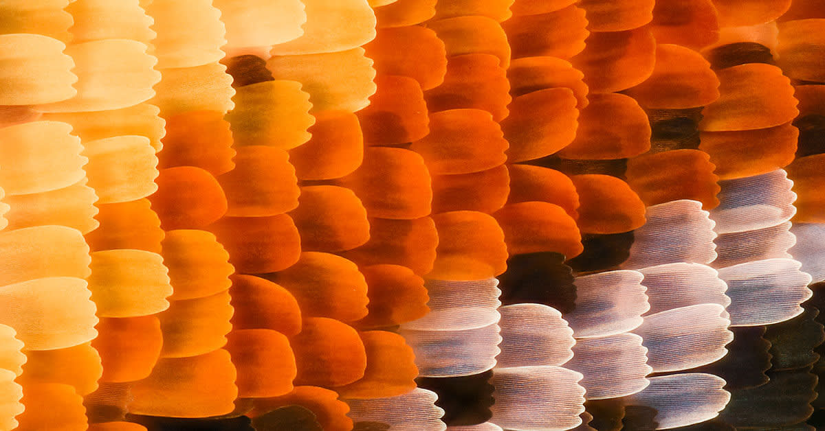 macro image of butterfly wing