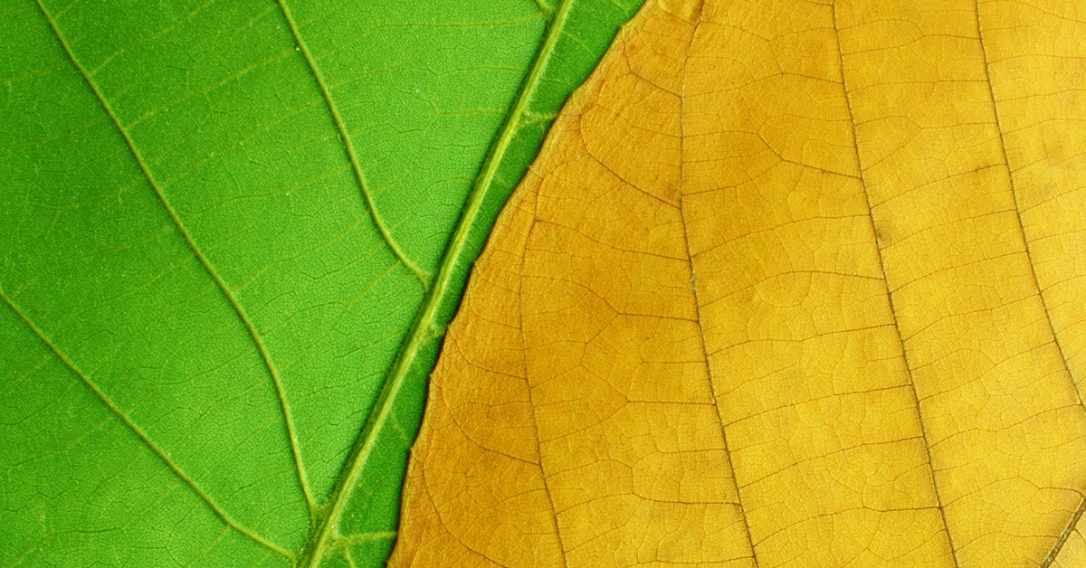 green and yellow leaves