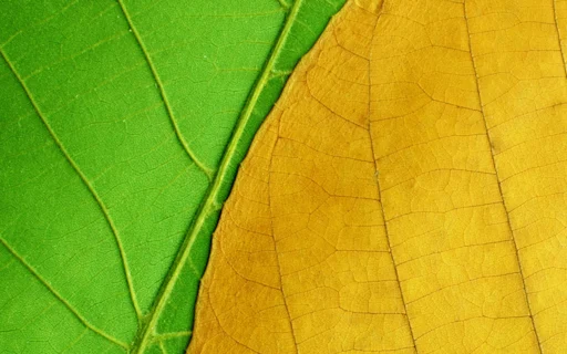 green and yellow leaves