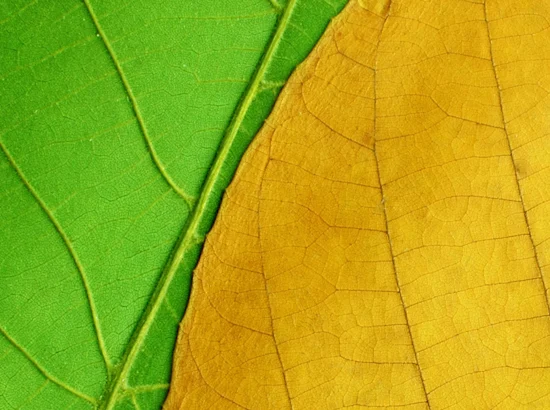 green and yellow leaves