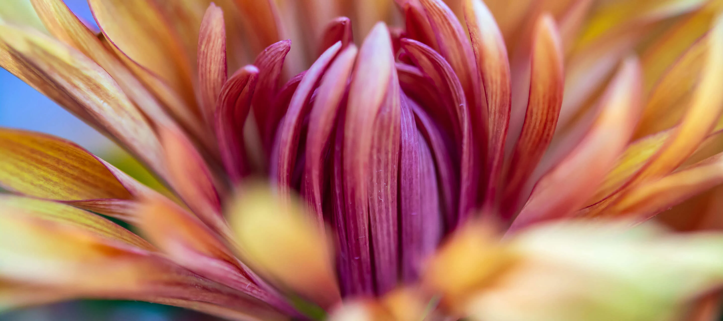 macro image of a chrysanthemum
