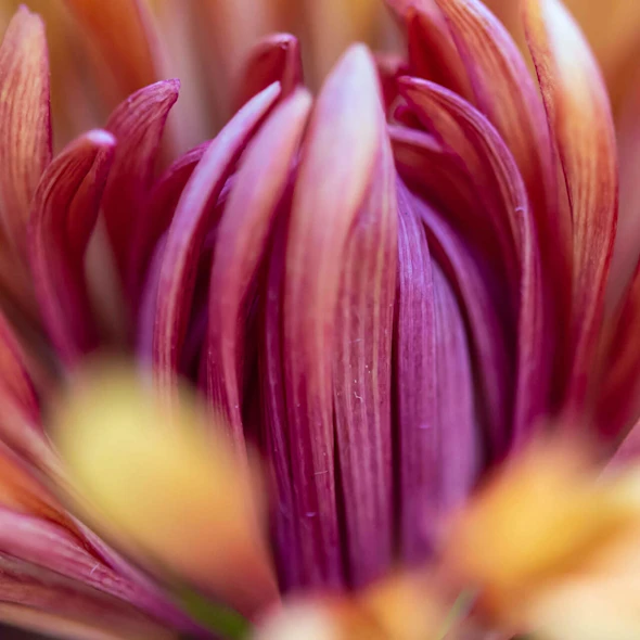 macro image of a chrysanthemum