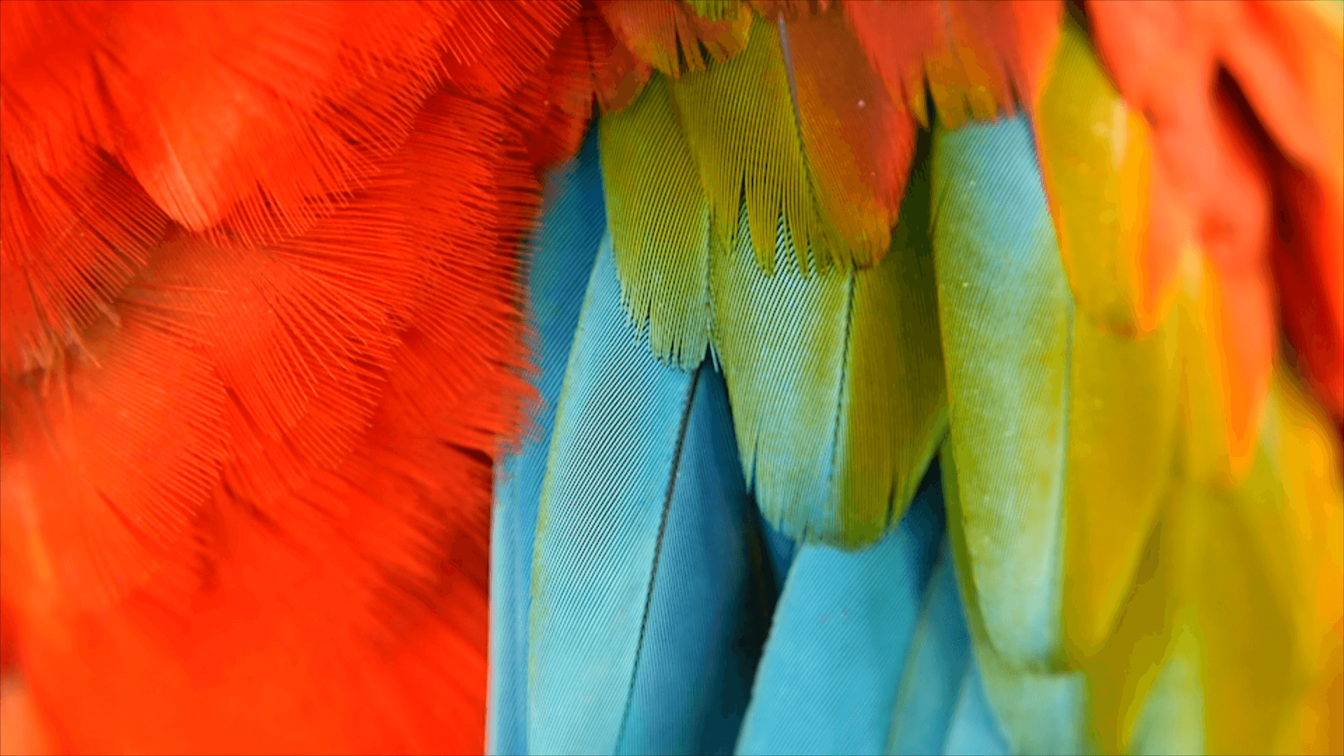 macro image of vibrant birds wings