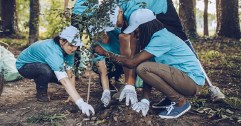 volunteers in woods, planting tree
