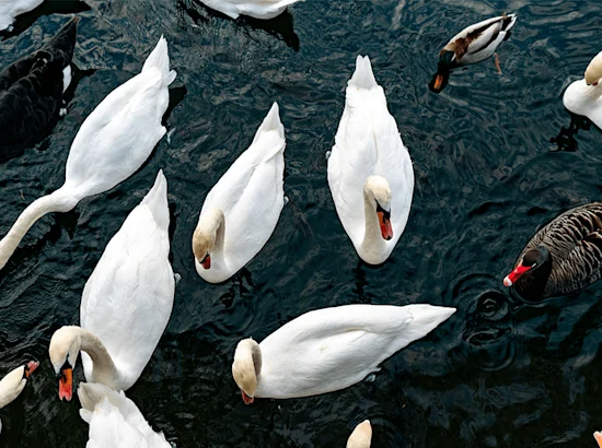 swans