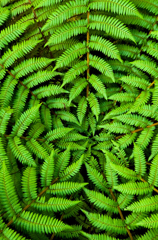 ferns