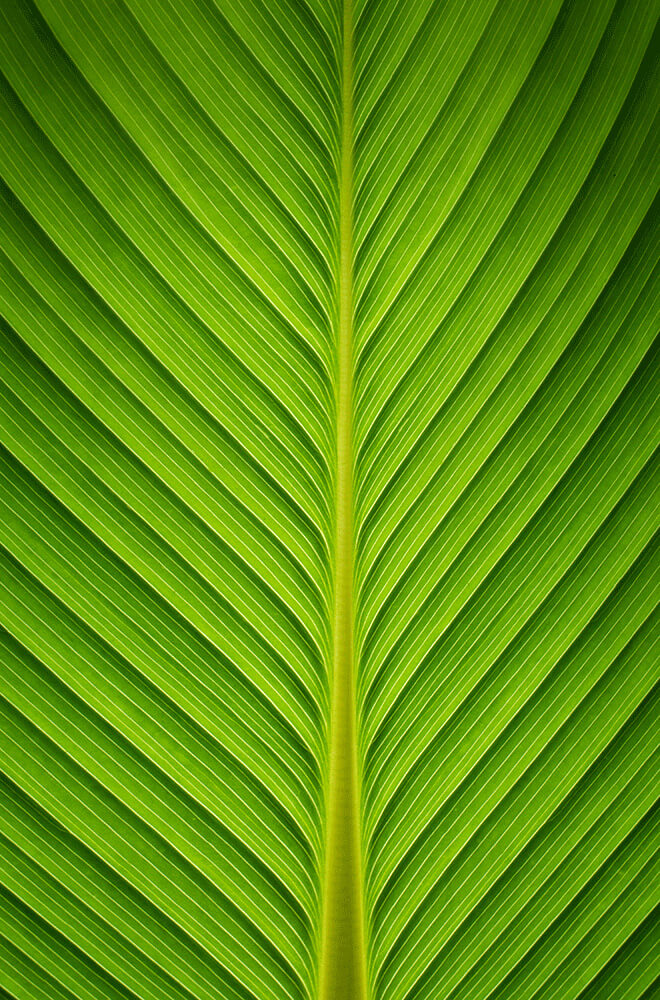 close up of green leaf