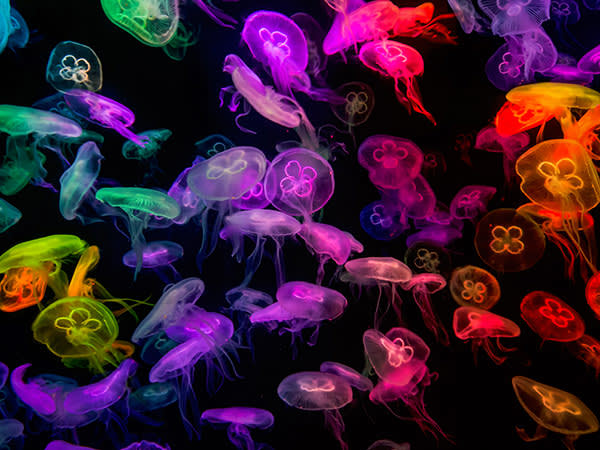 colorful jellyfish