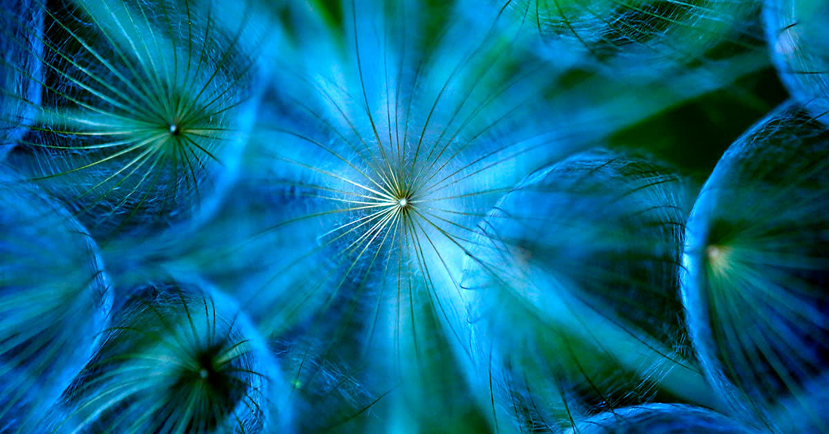 blue dandelions 