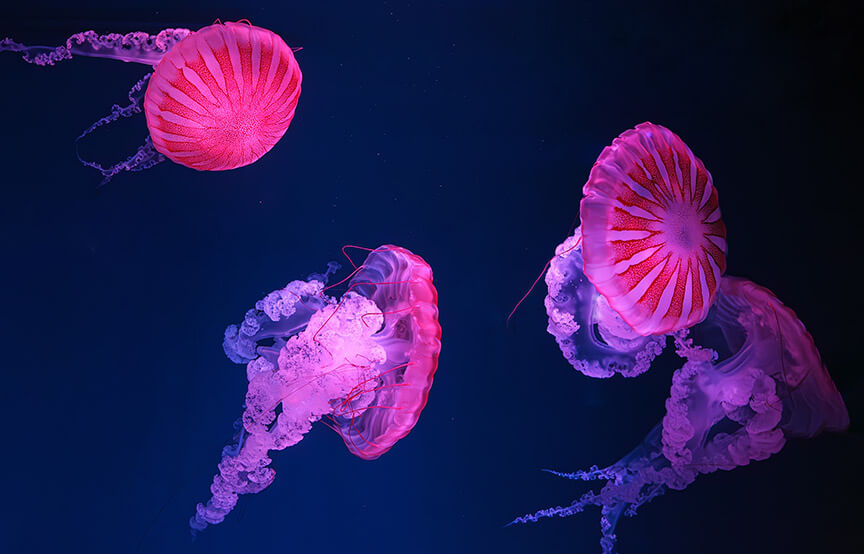 jellyfish