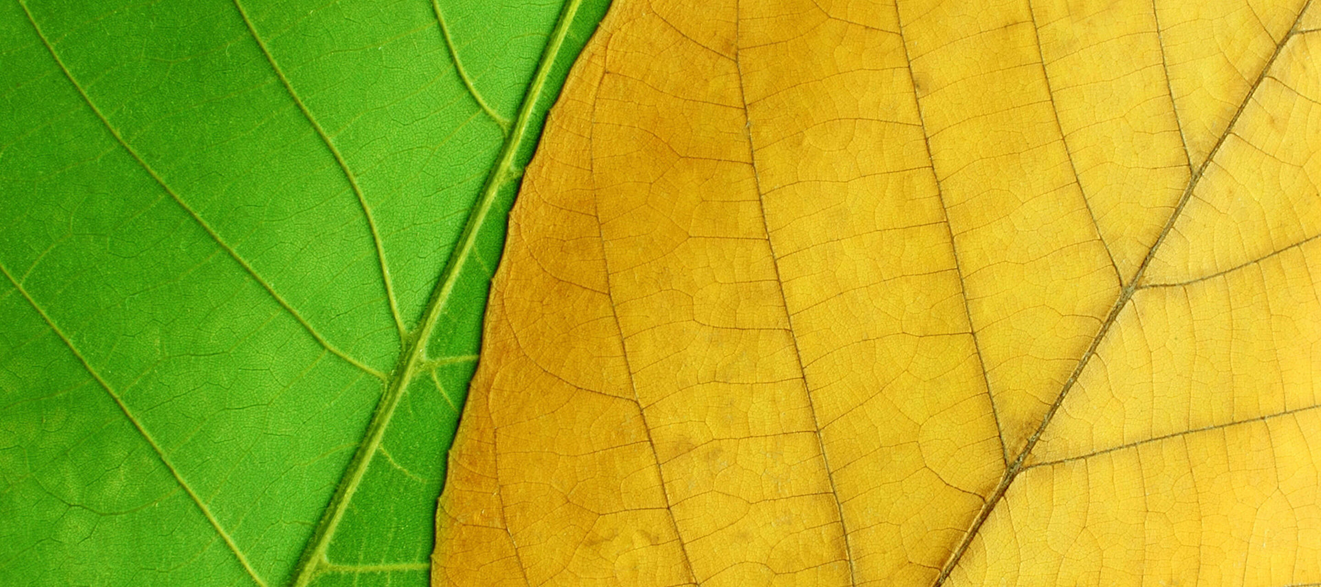 green and yellow leaves