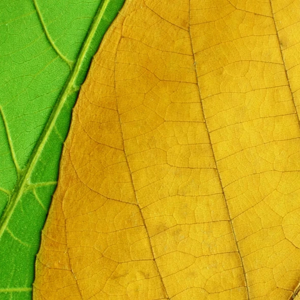 green and yellow leaves
