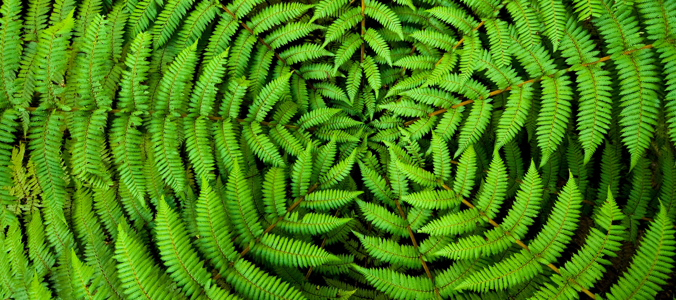 ferns