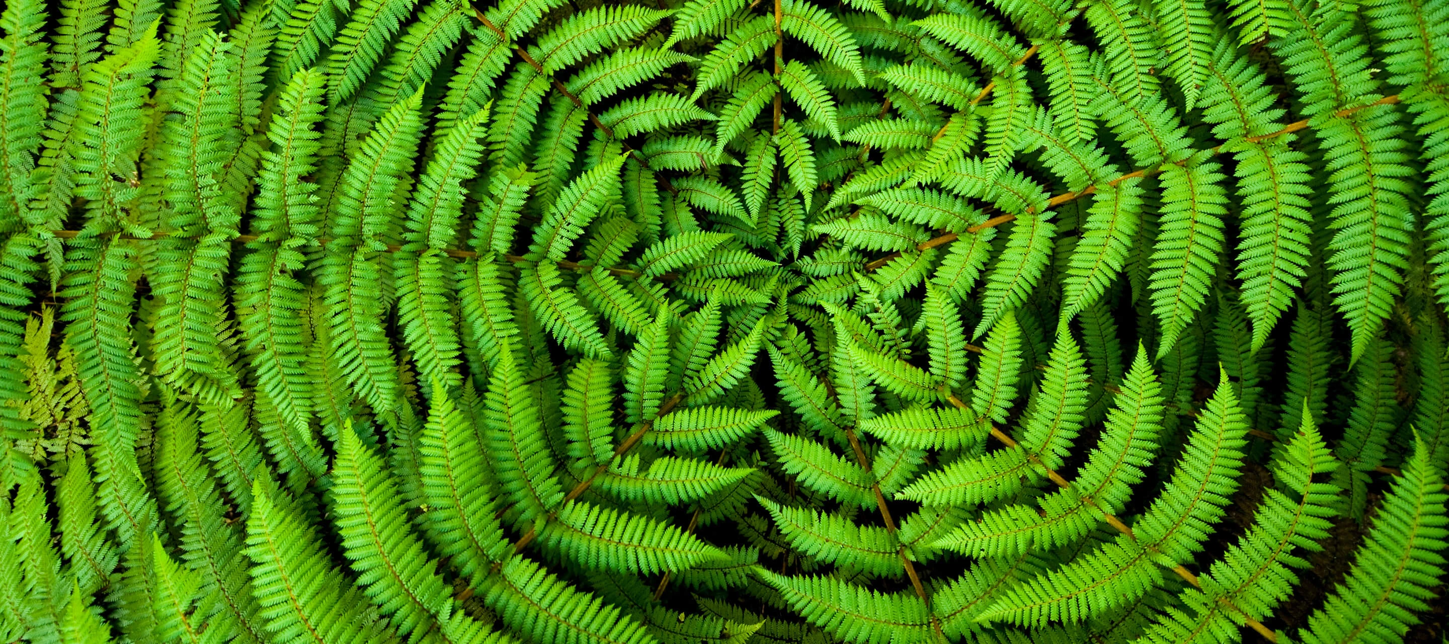 ferns