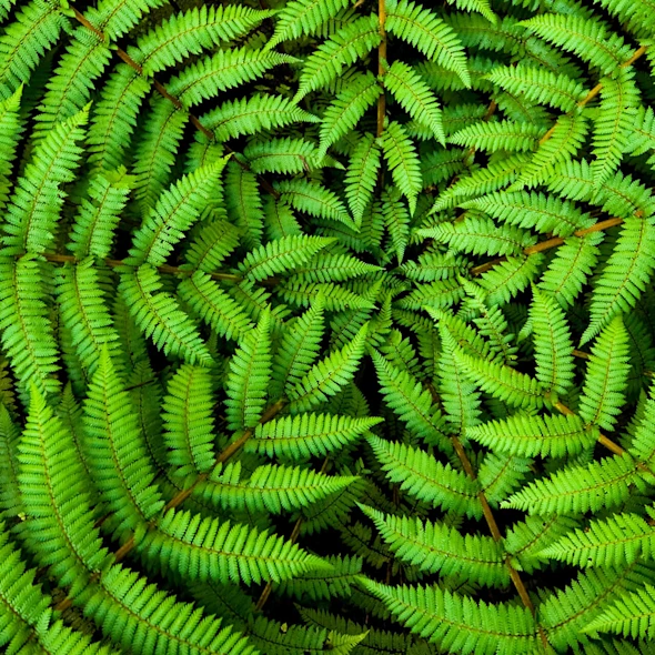 ferns