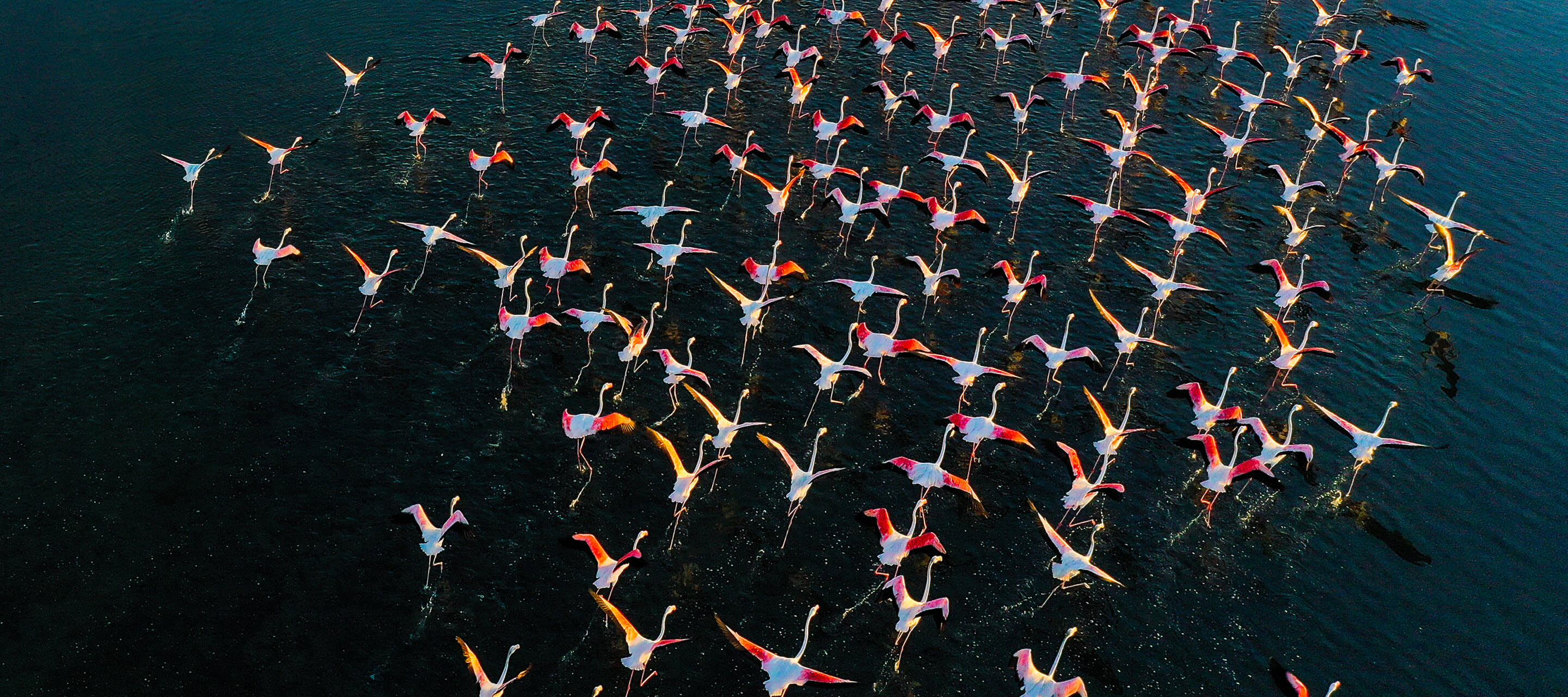 flock of flamingos flying over water