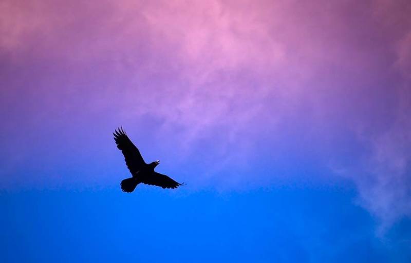 Raven bird in the pink/blue sky