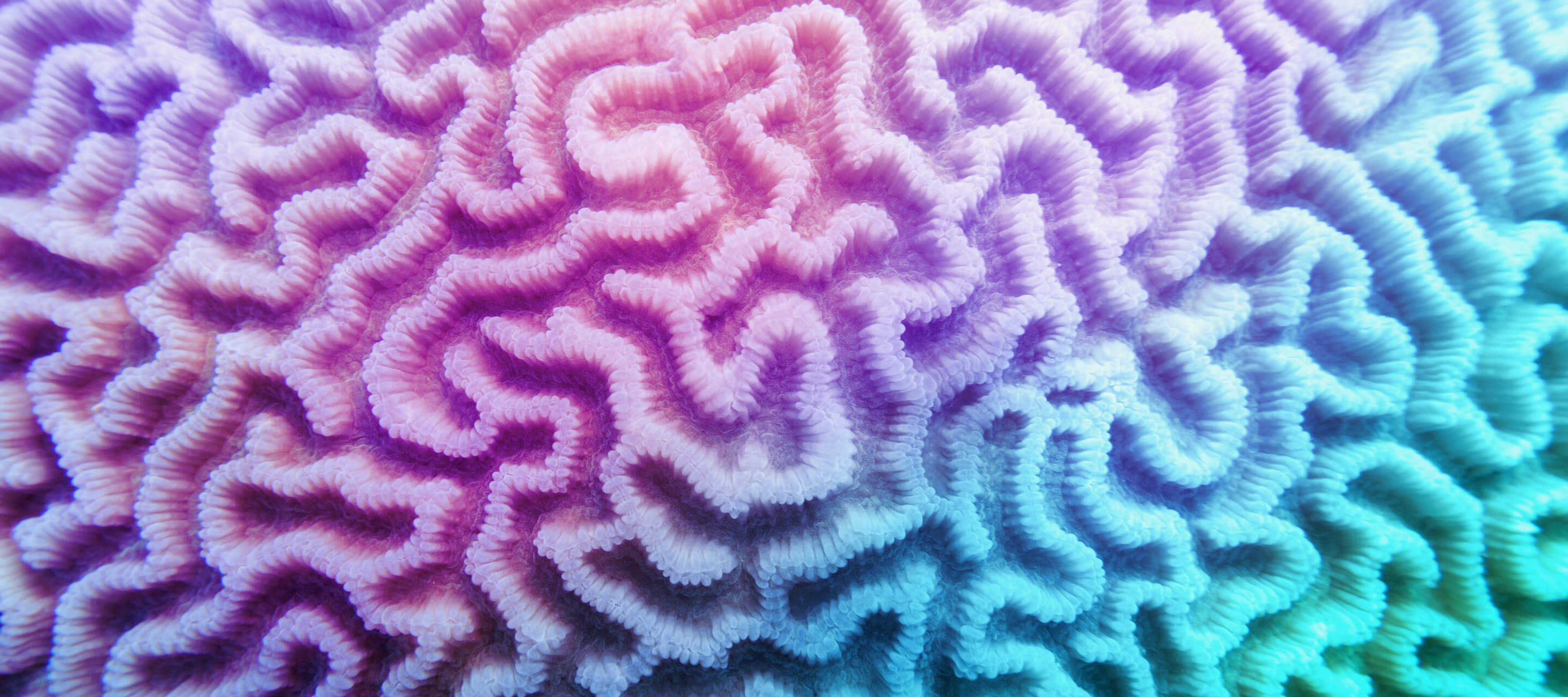Organic texture of the hard brain coral