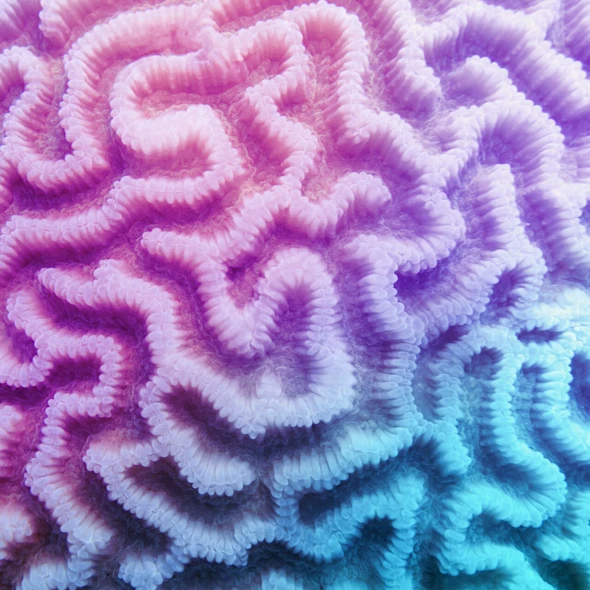 Organic texture of the hard brain coral