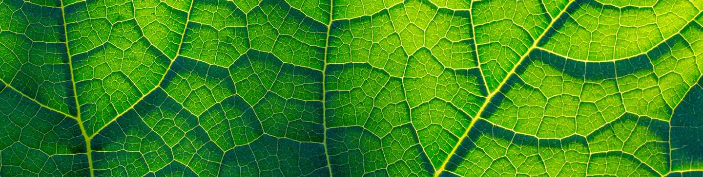 macro image of leaves