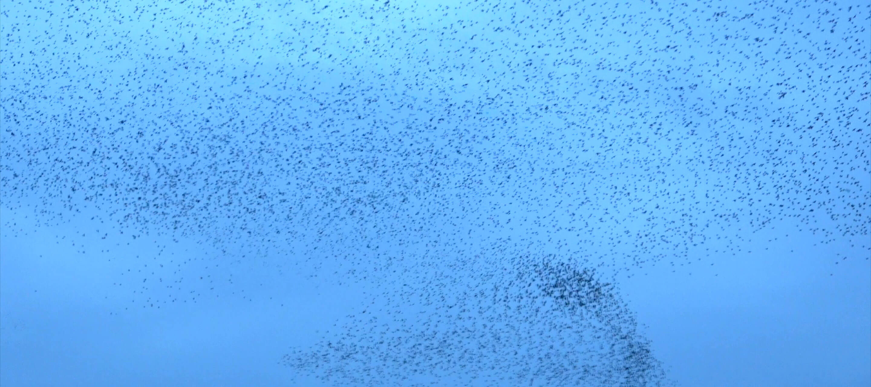 bird murmuration 