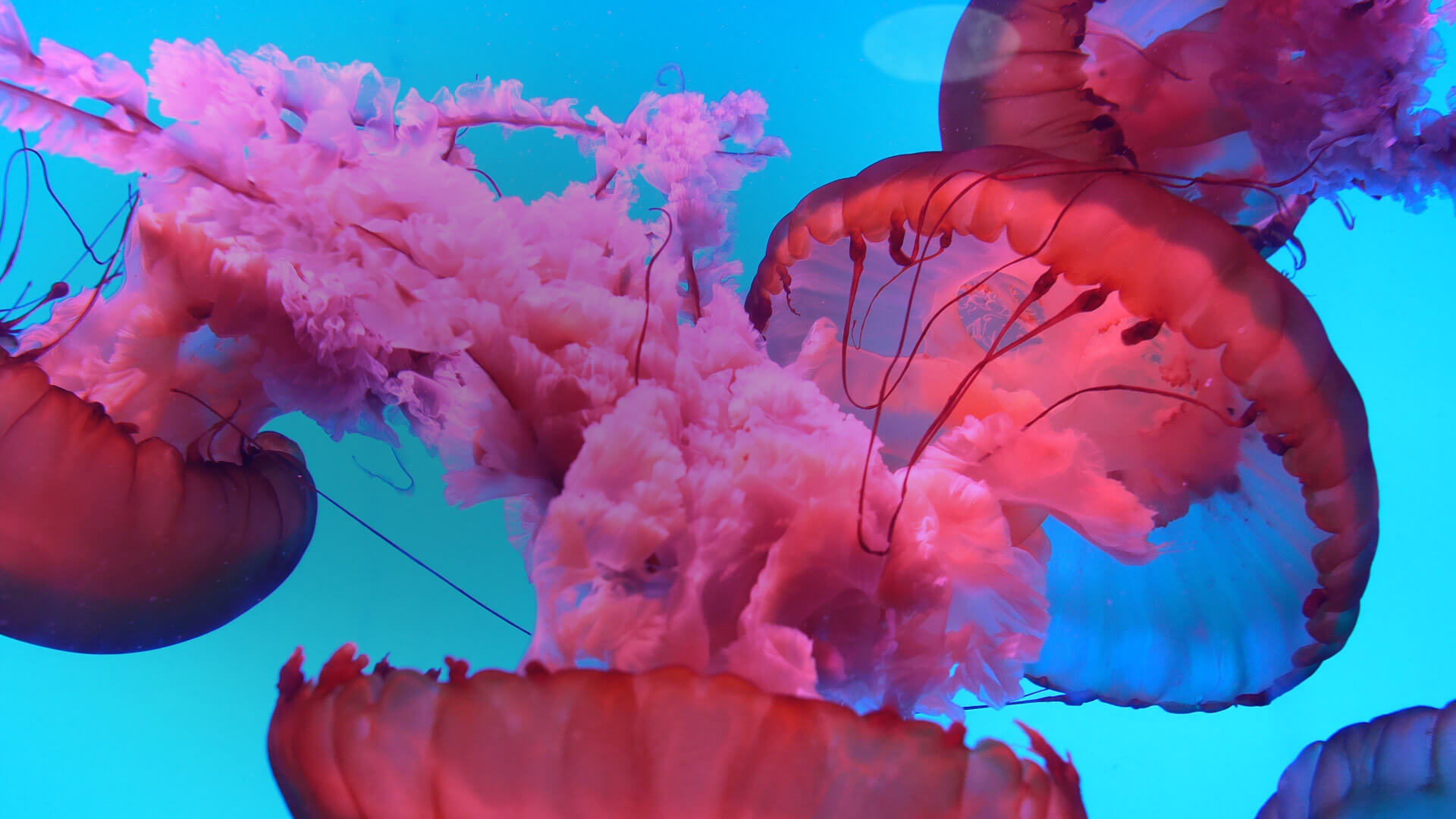 pink jellyfish