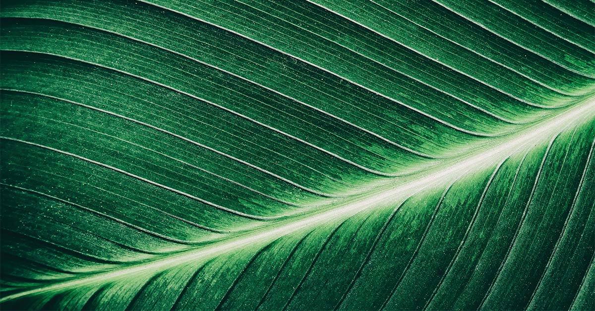 zoomed in photo of leaf