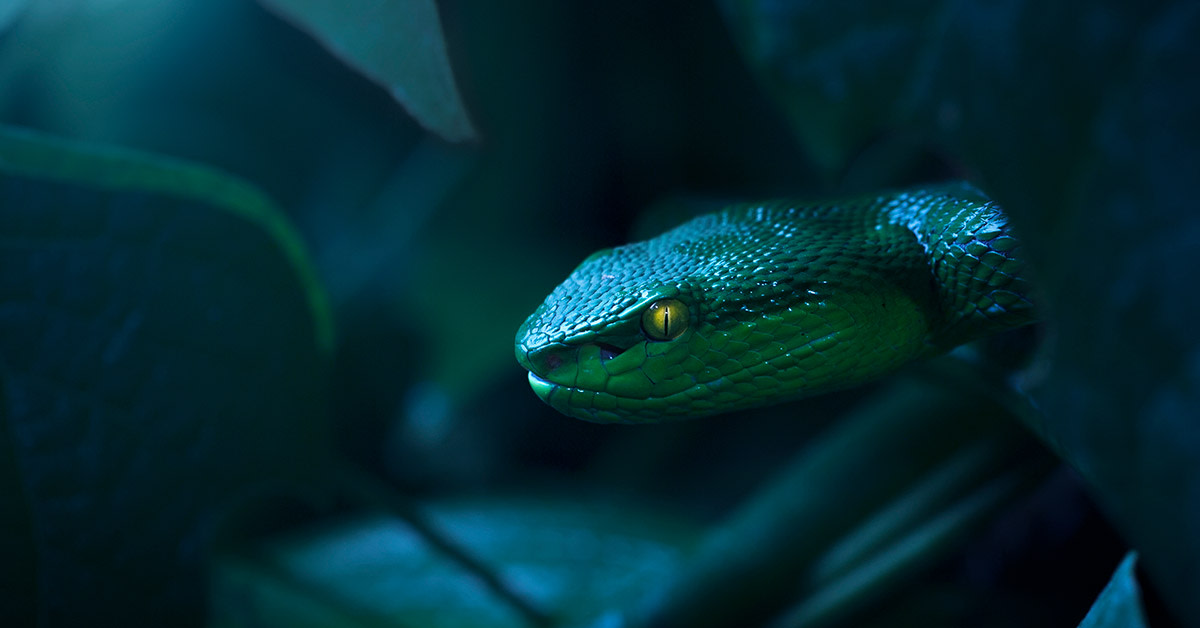 snake in leaves