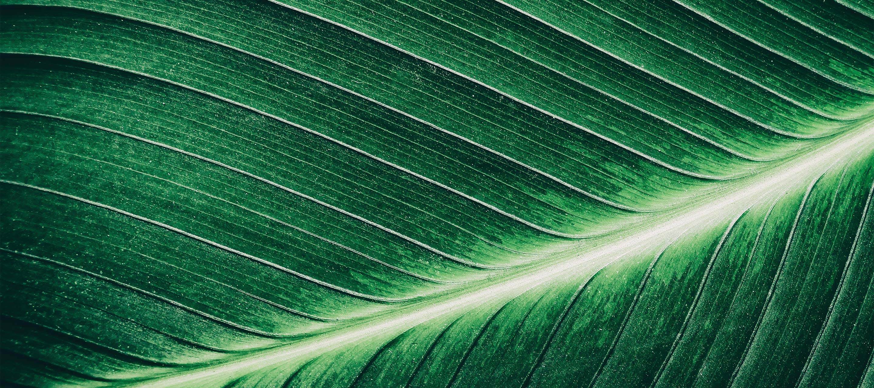 zoomed in picture of leaf