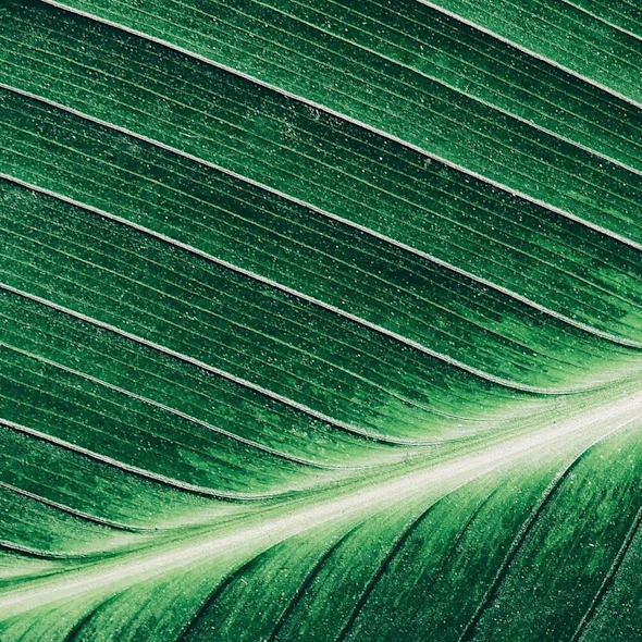 zoomed in picture of leaf