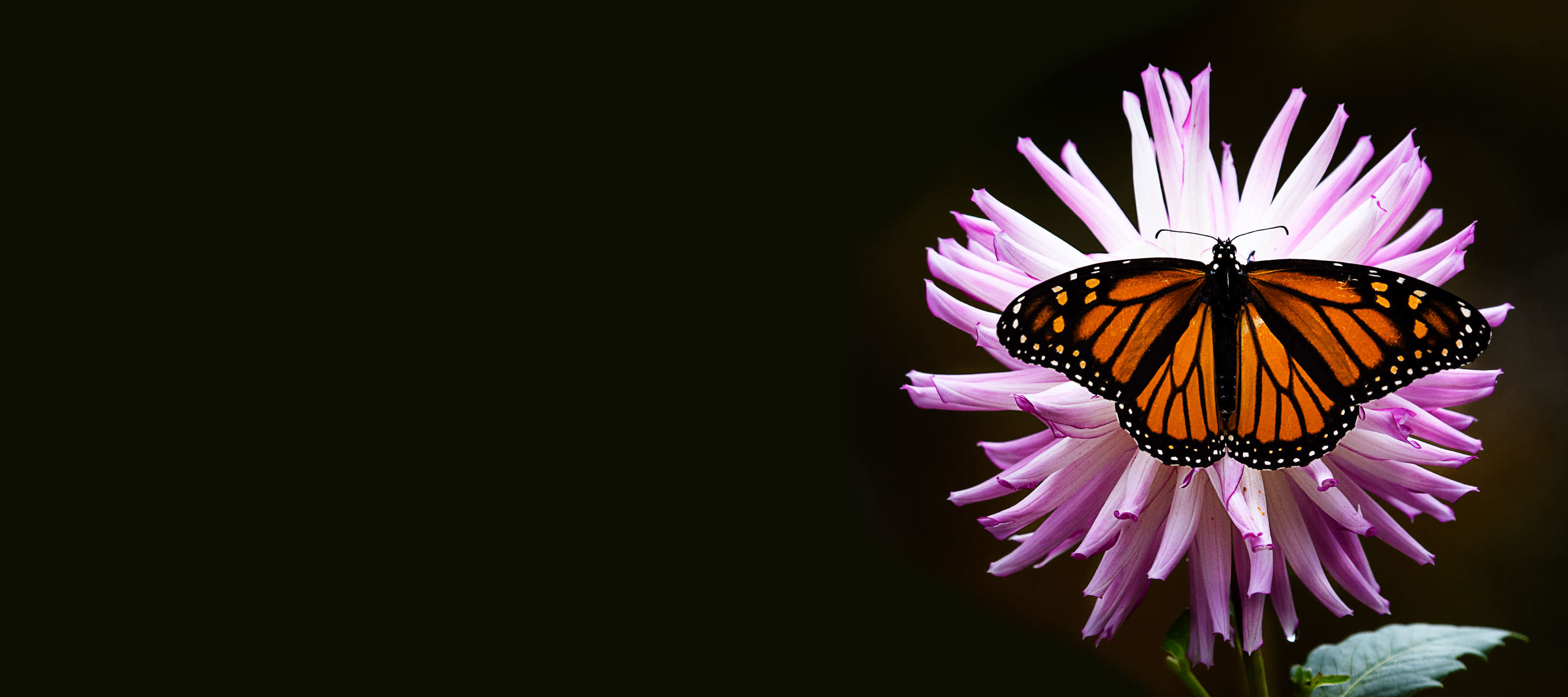 monarch butterfly on pink flower with black background
