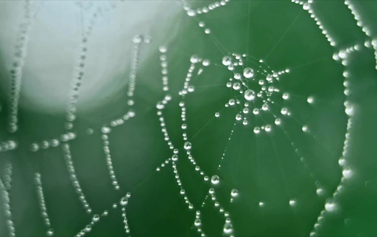 spider web