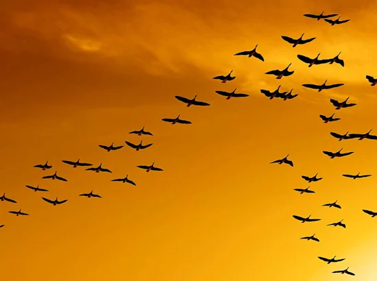 flock of birds