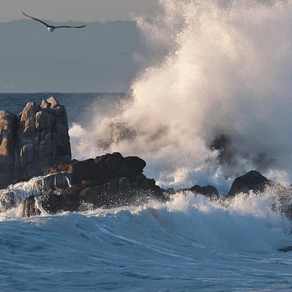 waves crashing against rocks and a bird flying away