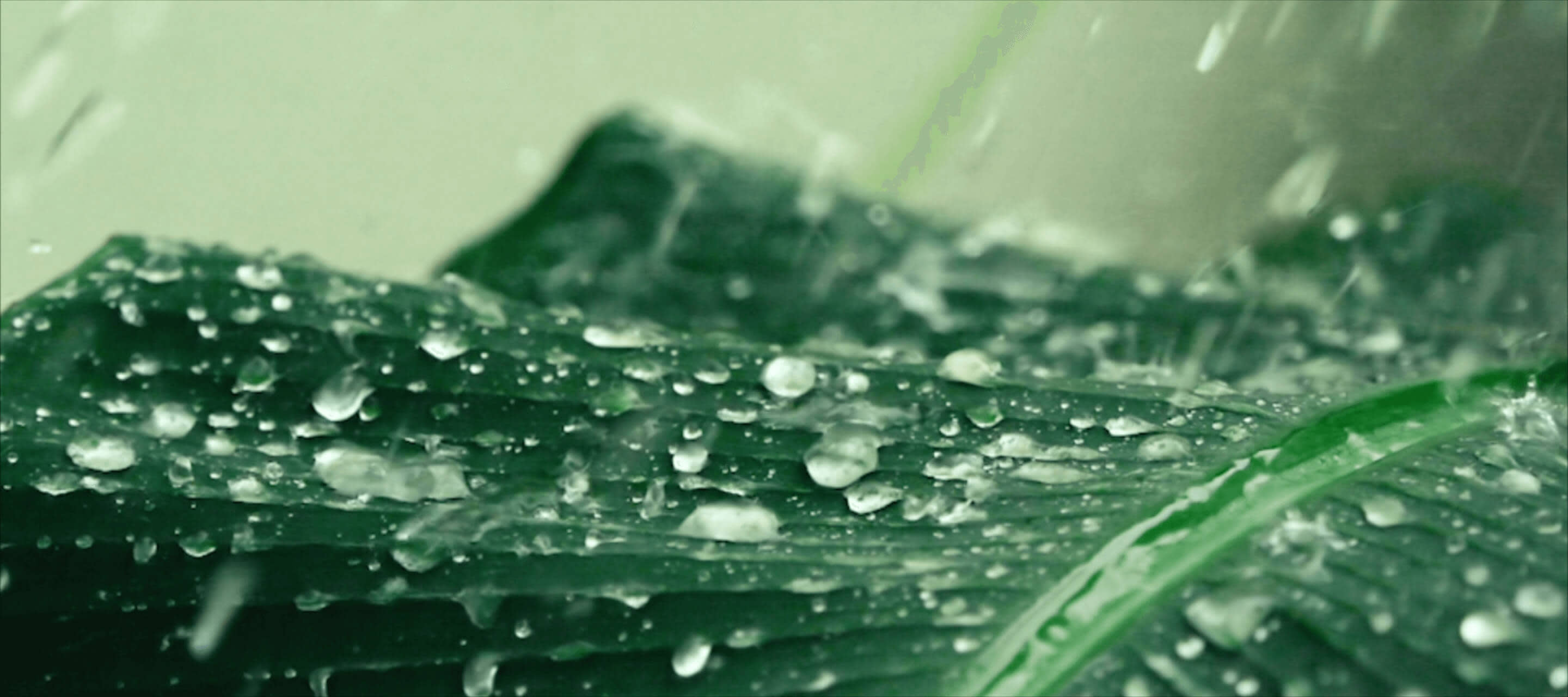 raindrops on a leaf