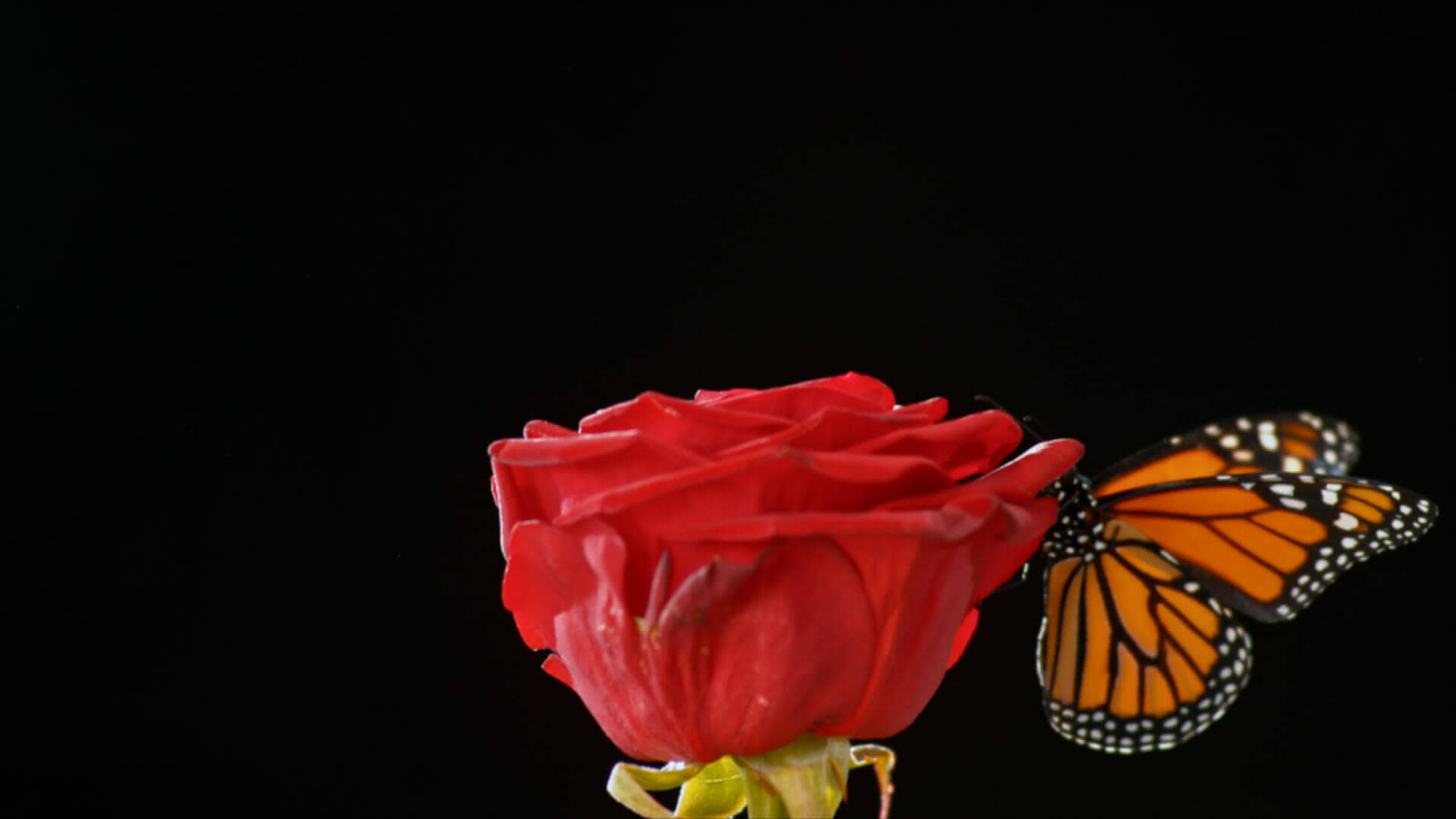 butterfly and red rose 
