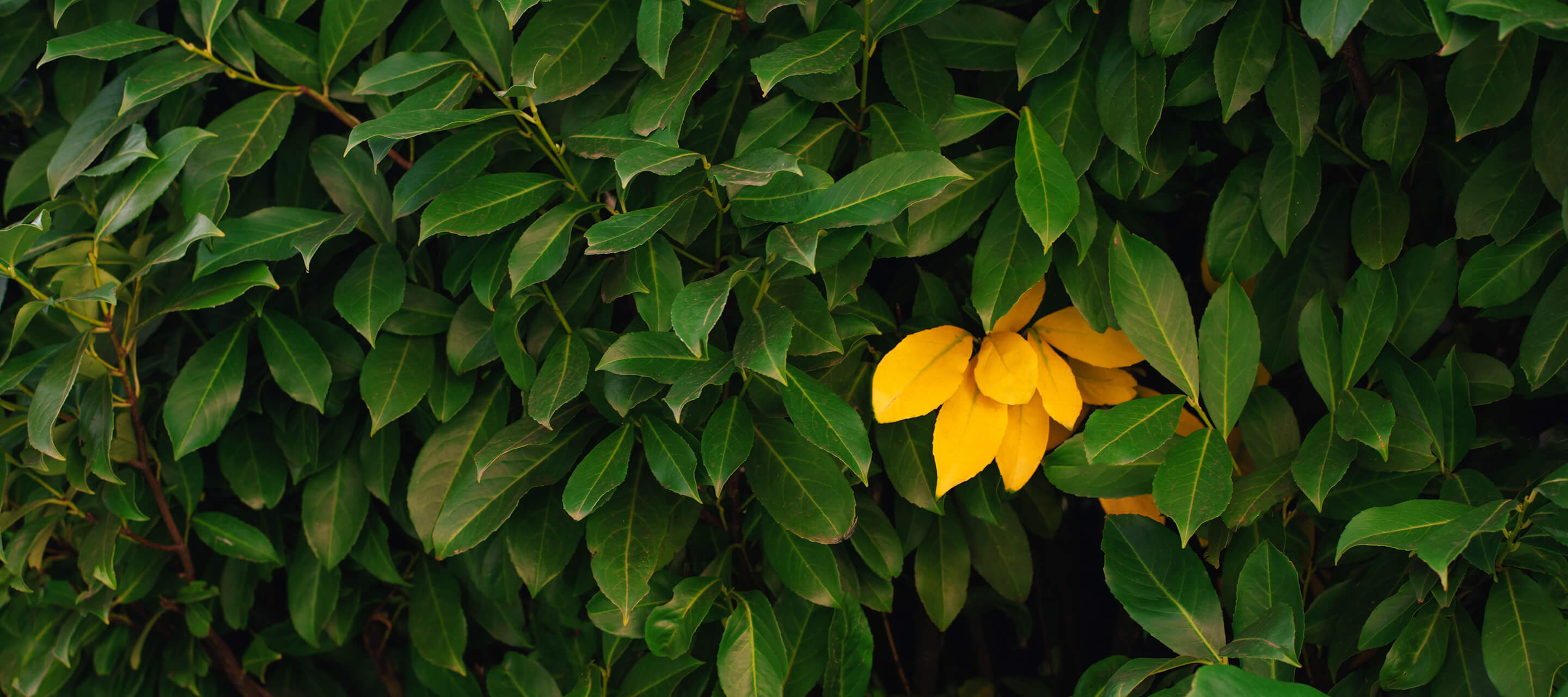 green leaves with golden leaf highlighted 