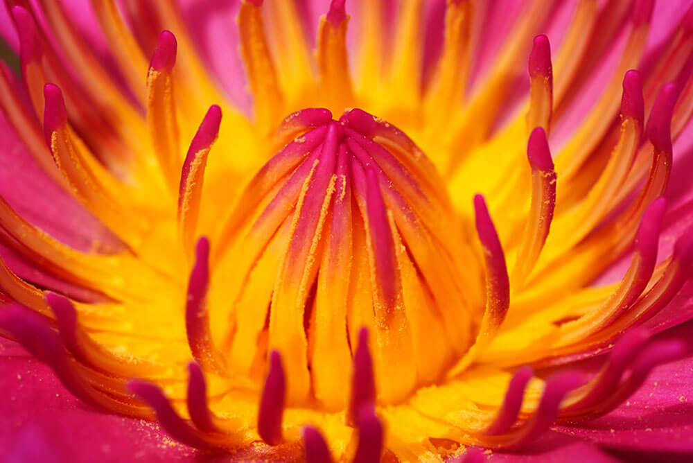 pink flower with yellow center core 