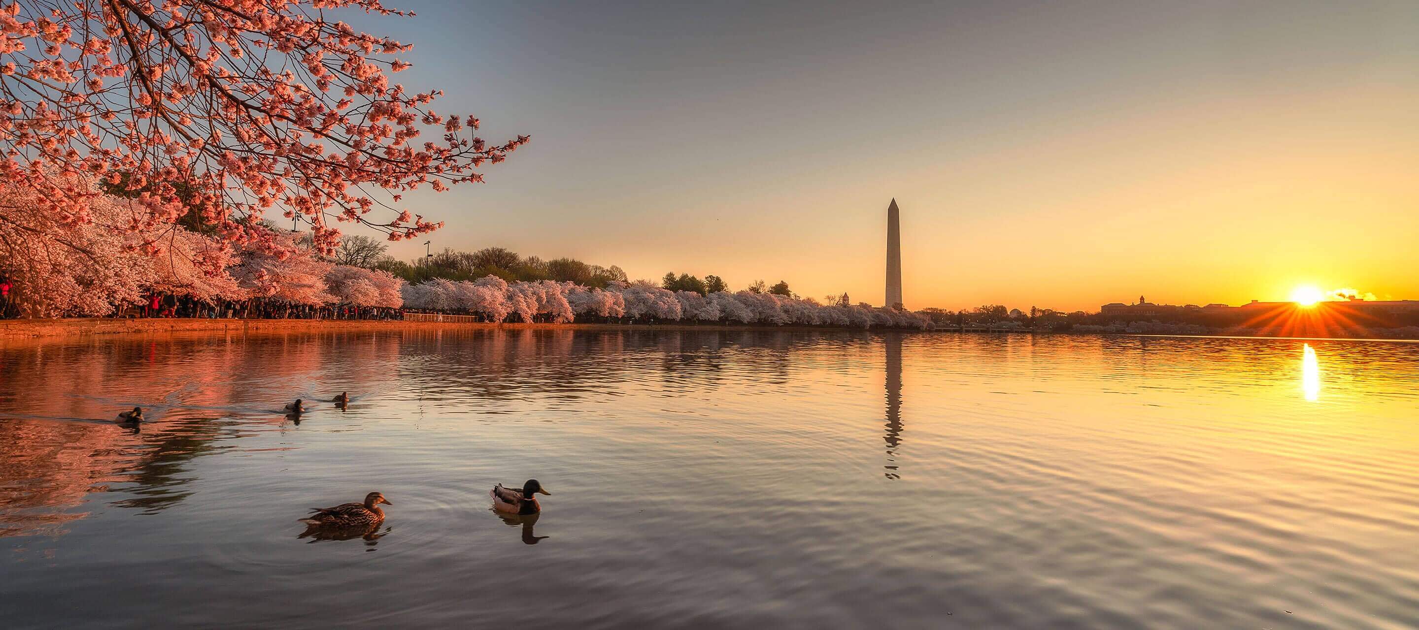 Washington monument and cherry blossoms near body of water.