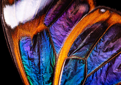 colorful butterfly wing