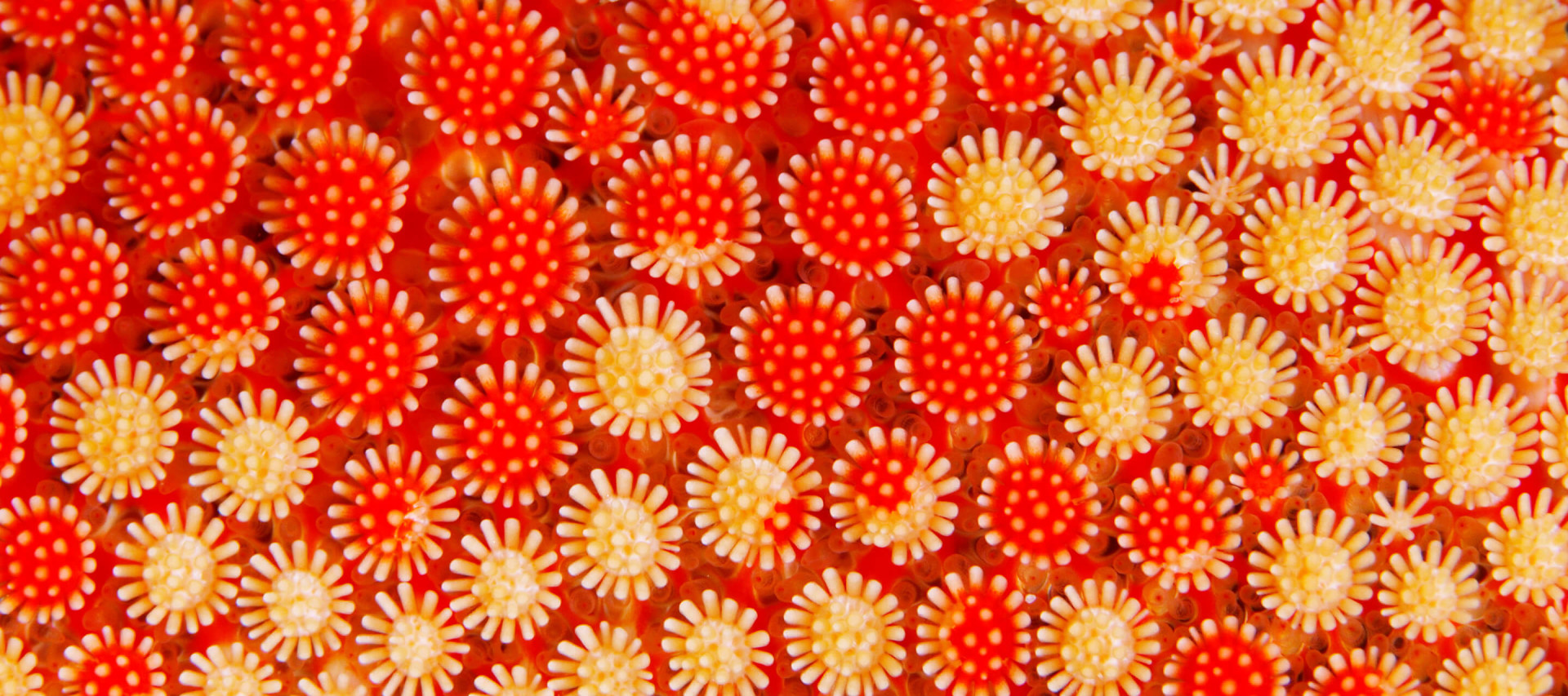 coral