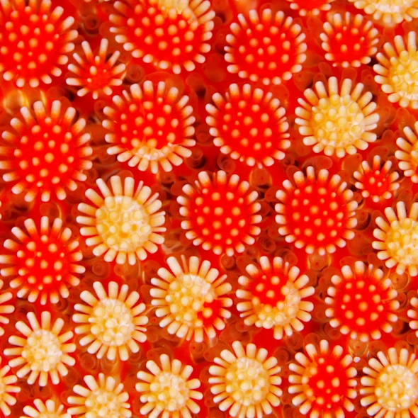 coral