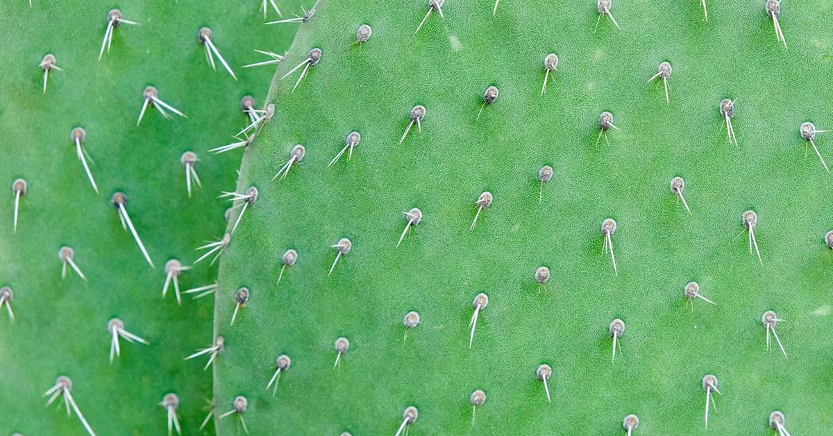 close-up of a cactus